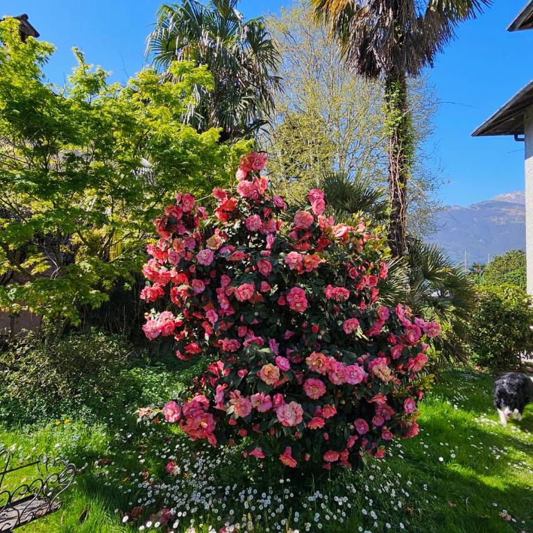 Villa Lago Groundfloor Lakefront Beach Garden Bike&Boat& Scooter Lake Como - Appartamento con 2 Camere da Letto - 66