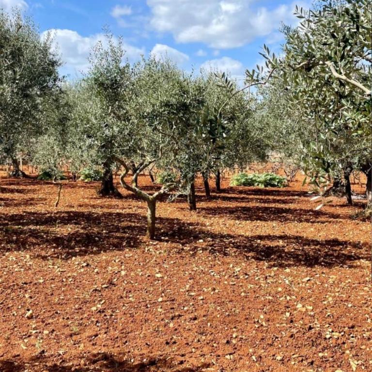 Trulli Mari in Valle d'Itria - Vacation Home - 47