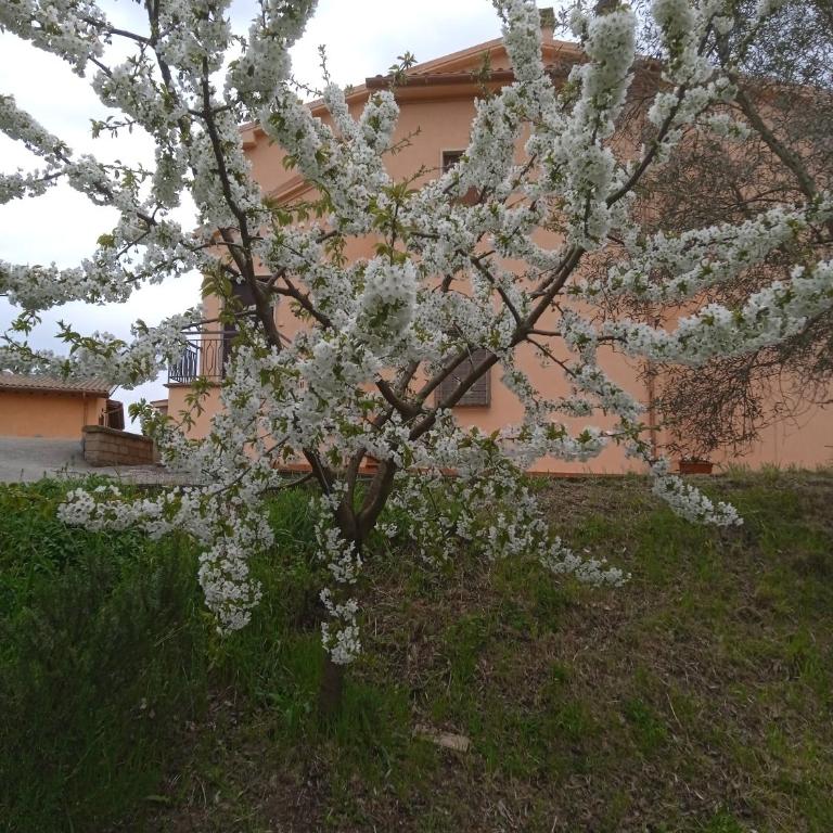 Poggio di Cammilletto - Haus mit 2 Schlafzimmern - 4