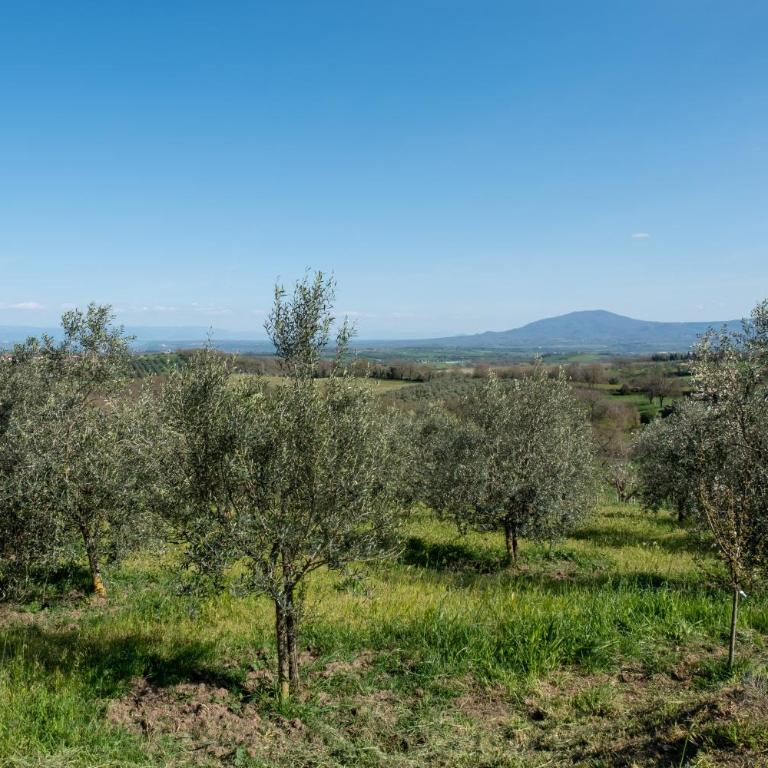 Poggio di Cammilletto - Haus mit 2 Schlafzimmern - 7
