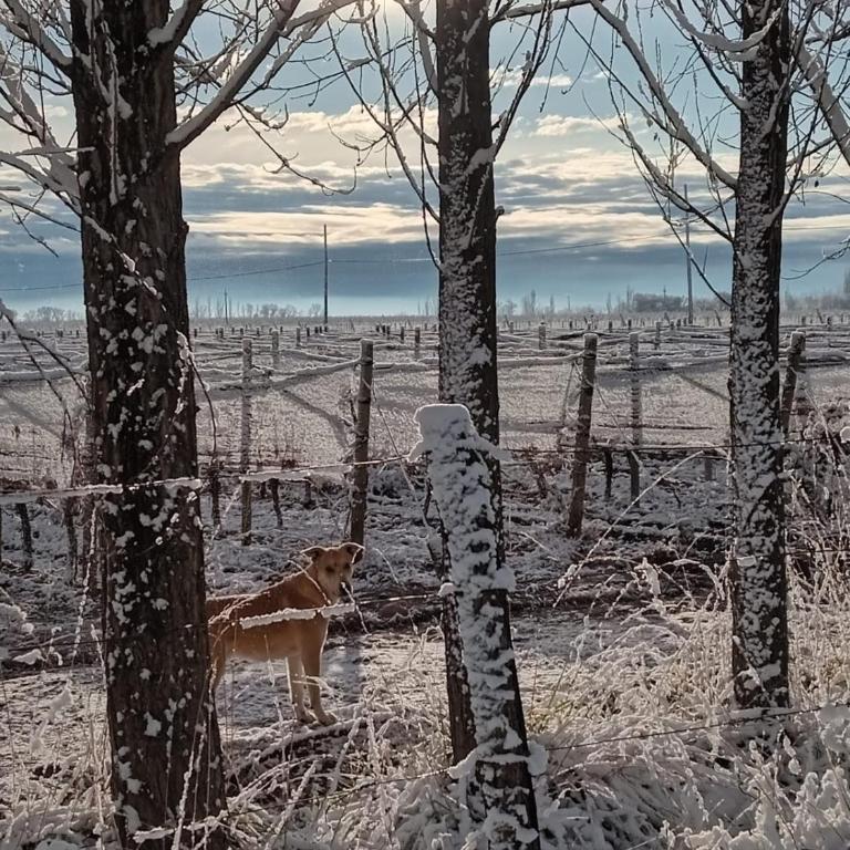 Casa de Campo Cottage La Calma - Uco Valley - Chalet de 3 dormitorios - 23