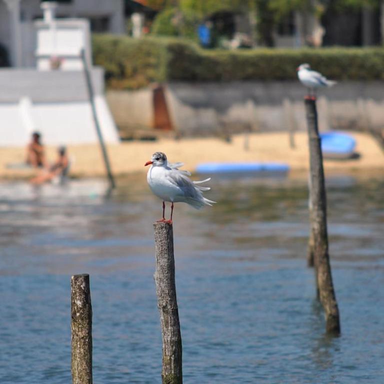 Villa Naïade, Lège-Cap-Ferret, Arcachon Bay - Villa - 10