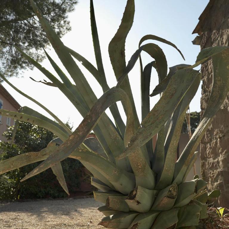 Grand Mas provençal, mer à 200m, parking privé fermé, piscine chauffée - Villa - 64