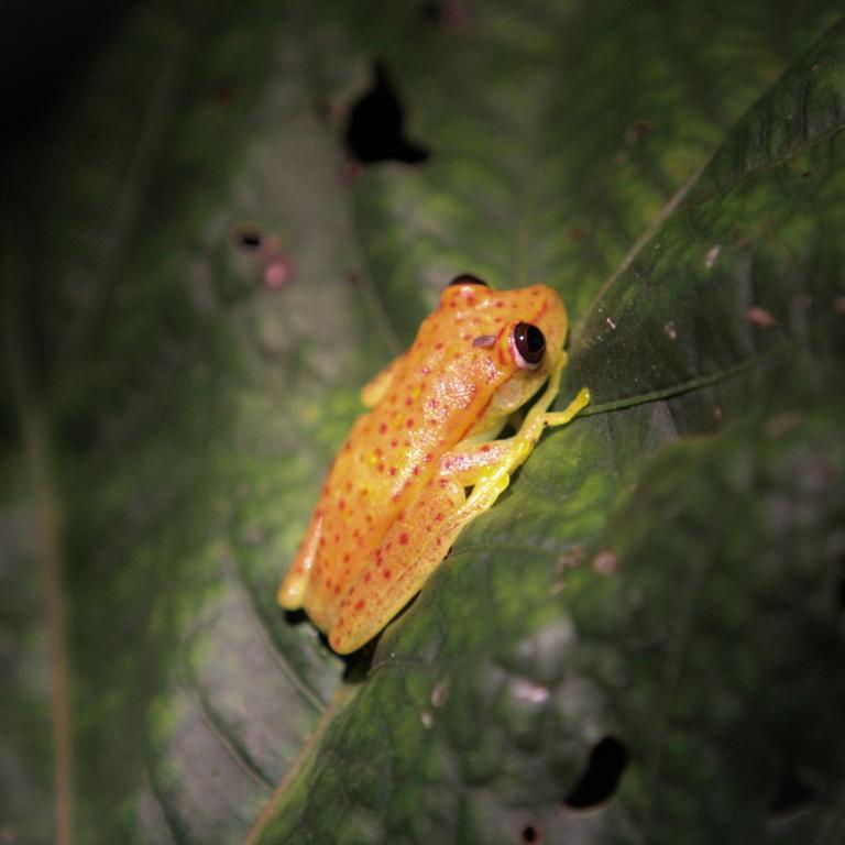 Amazon Curassow Lodge and Expeditions - Habitación Individual con baño privado - 19