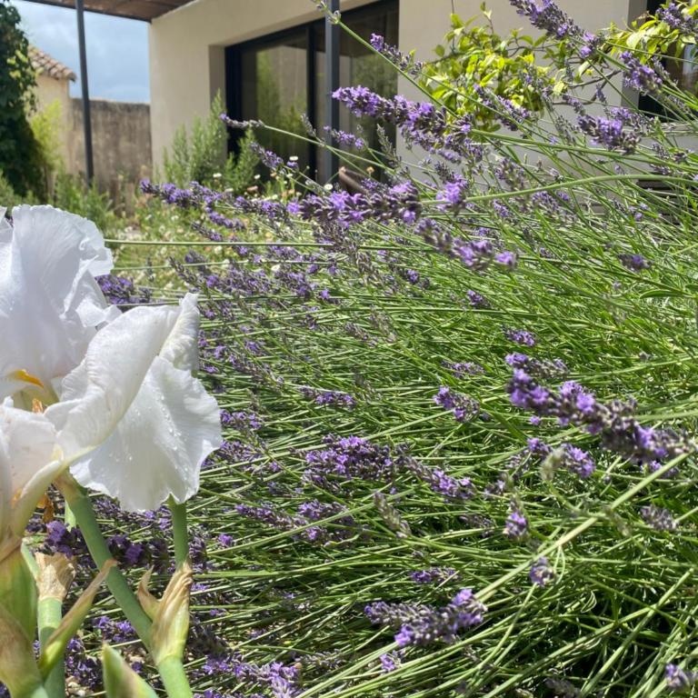 Maison Plume en Provence - Casa con 1 Camera da Letto - 17