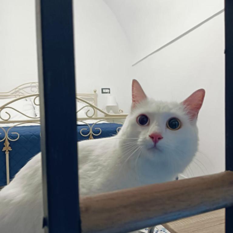 The white cat - Casa con 1 Camera da Letto - 40