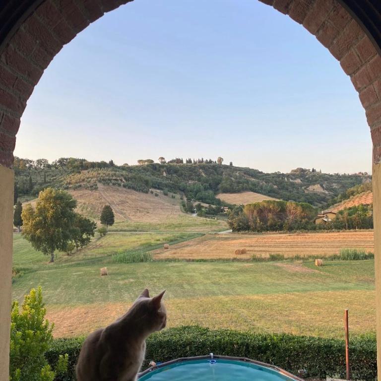 New apartment immersed in nature with pool - Appartamento Standard - 5