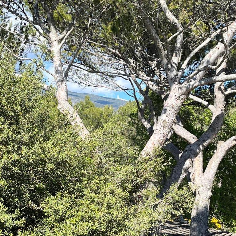 Maisonnette de charme dans domaine naturiste au pied du Mont Ventoux ! - Maison 2 Chambres - 9