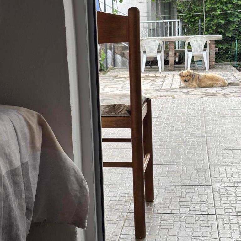 Apartmani Jovancevic - Apartman sa 1 Spavaćom Sobom - 12