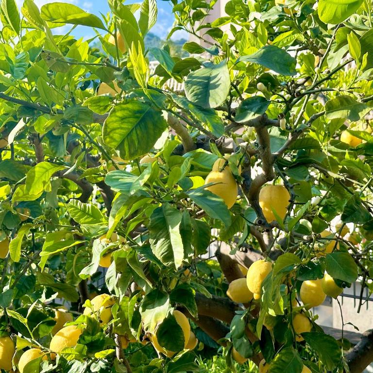 Lemon House - Appartamento con 1 Camera da Letto - 22