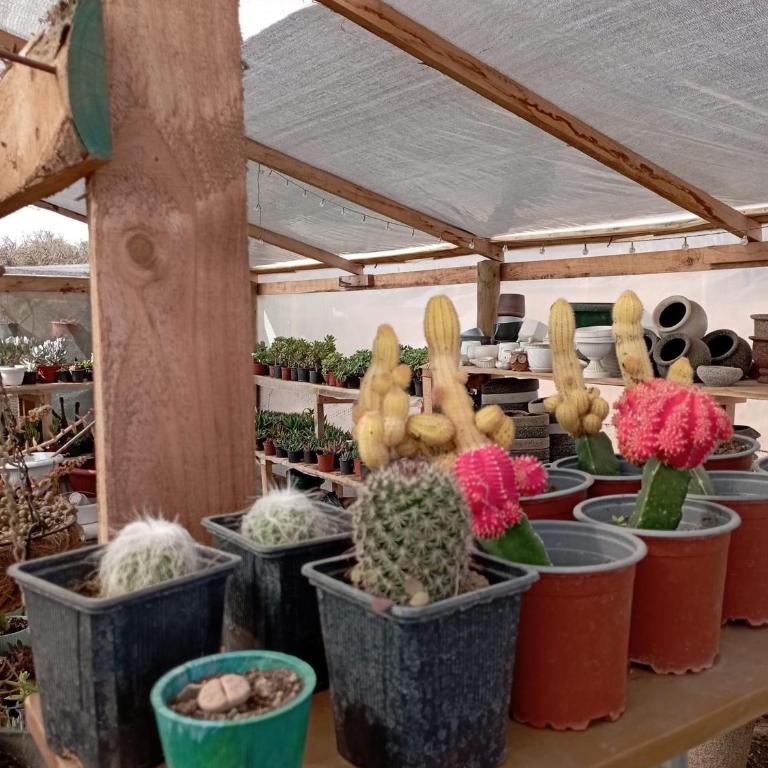 JAVALUNA cabaña, tinajas y vivero - Casa de 2 dormitorios - 3