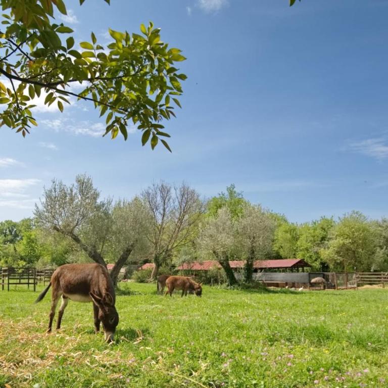 Green Ranch Stara Maslina - Apartman s 1 Spavaćom Sobom i Vrtom - 1
