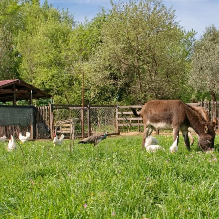 Green Ranch Stara Maslina - Apartman s 1 Spavaćom Sobom i Vrtom - 18