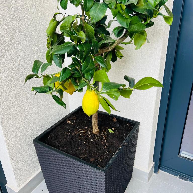 Apartment LEMON - One-Bedroom Apartment - 6