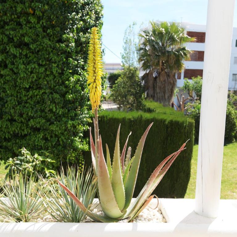 Stories Jàvea - Cosy Boho apartment El Arenal - Toplocation - 250m from the beach! - Apartamento de 1 dormitorio - 17