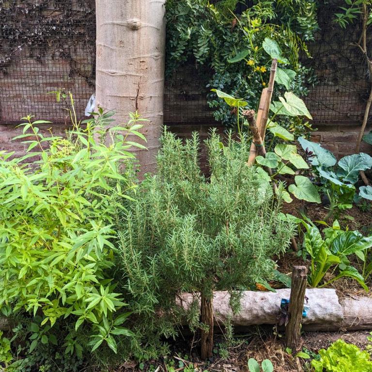 House - Organic Vegetable Garden and Swimming Pool - Three-Bedroom House - 17