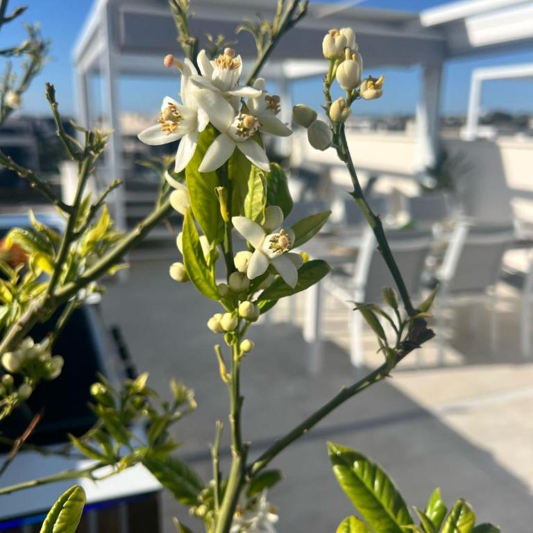Penthouse Prestigio - Two-Bedroom Apartment - 46