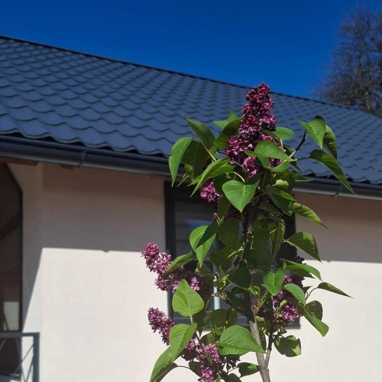 Sunnyside apartments, Pale, Ravna Planina, 4 kuce, 16 osoba - One-Bedroom House - 26