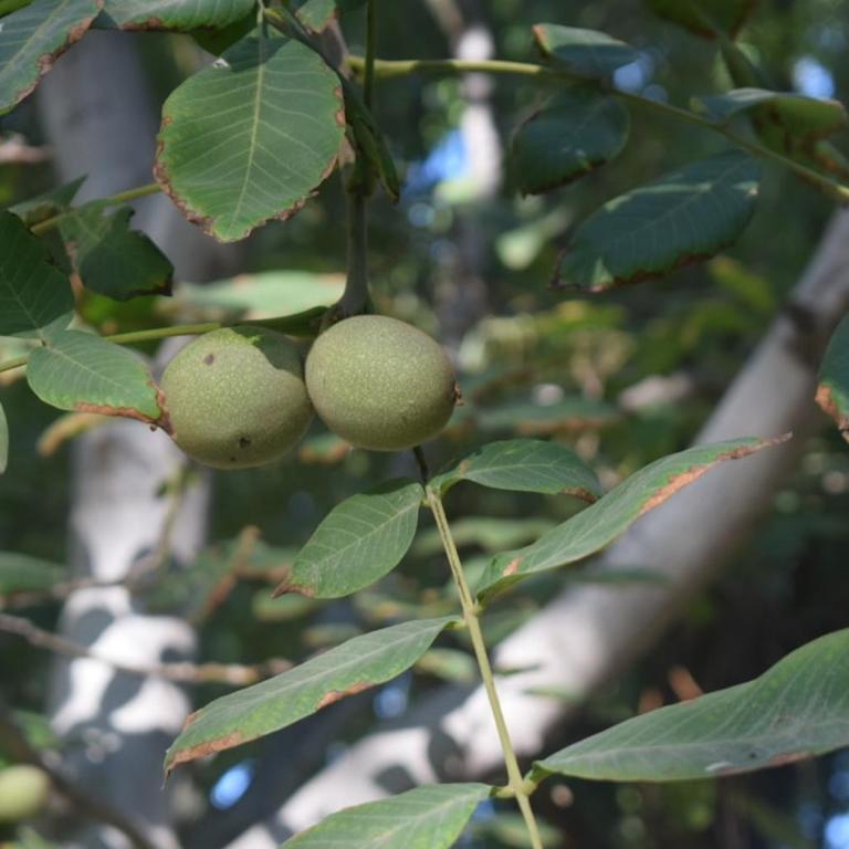 Casa quinta soñada! - Three-Bedroom House - 46