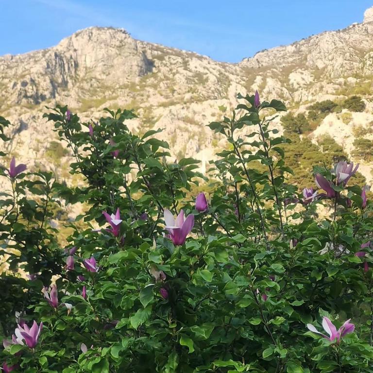 Marina Ljuta apartment - Apartman sa 1 Spavaćom Sobom - 6