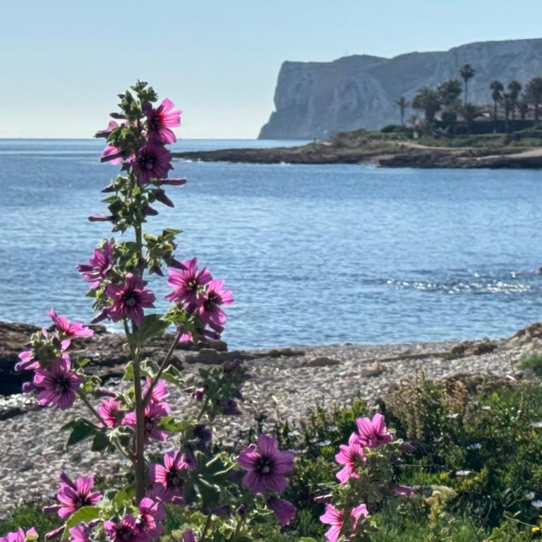 Apartamento Port Dénia - Apartamento de 3 dormitorios con vistas a las montañas - 8