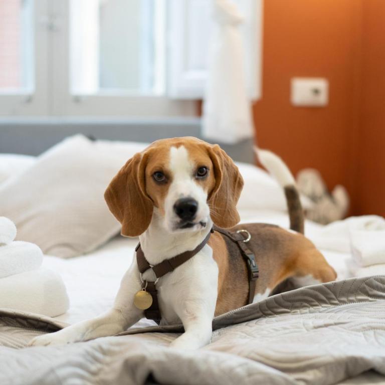 Gli amori di Carolina- Pet Friendly Apartment - Palazzo Carolina - One-Bedroom Apartment - 3