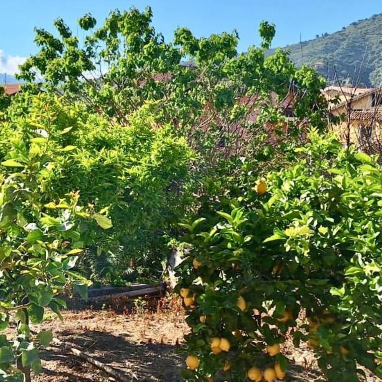 Lemon House - Appartamento con 1 Camera da Letto - 23