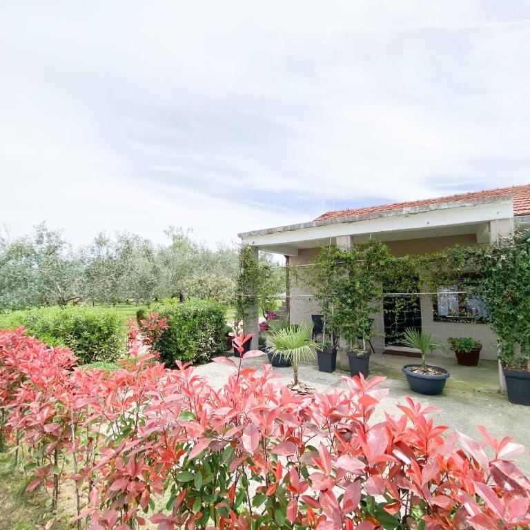 Olive apartment - Superior Apartman - 11