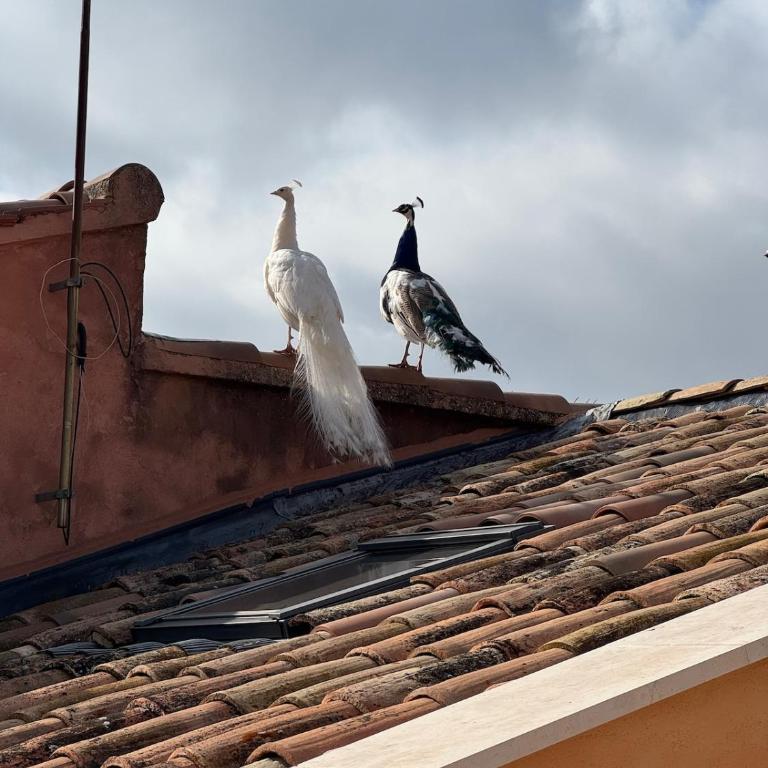 O Bastidon du Ventoux - Maison de Vacances - 7
