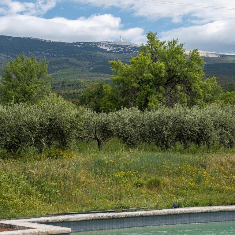 La Tanière du Ventoux - Appartement 1 Chambre - 11