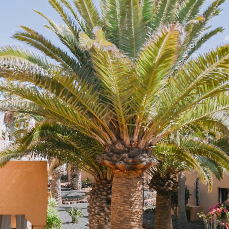Playa y Palmera - Apartamento de 1 dormitorio - 30