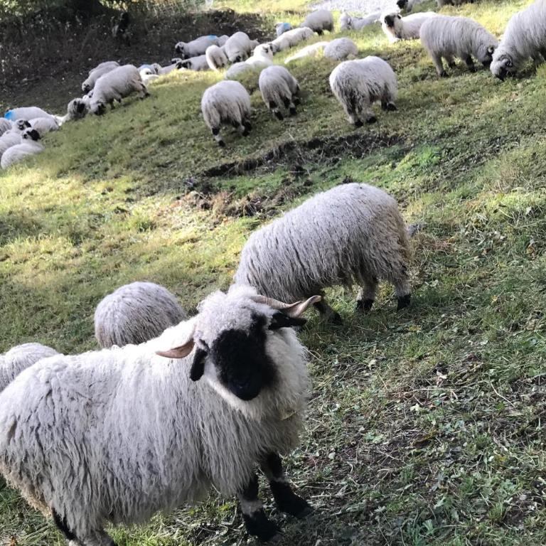 Lonys Wanderlust Nahe Zermatt - Haus mit 2 Schlafzimmern - 48