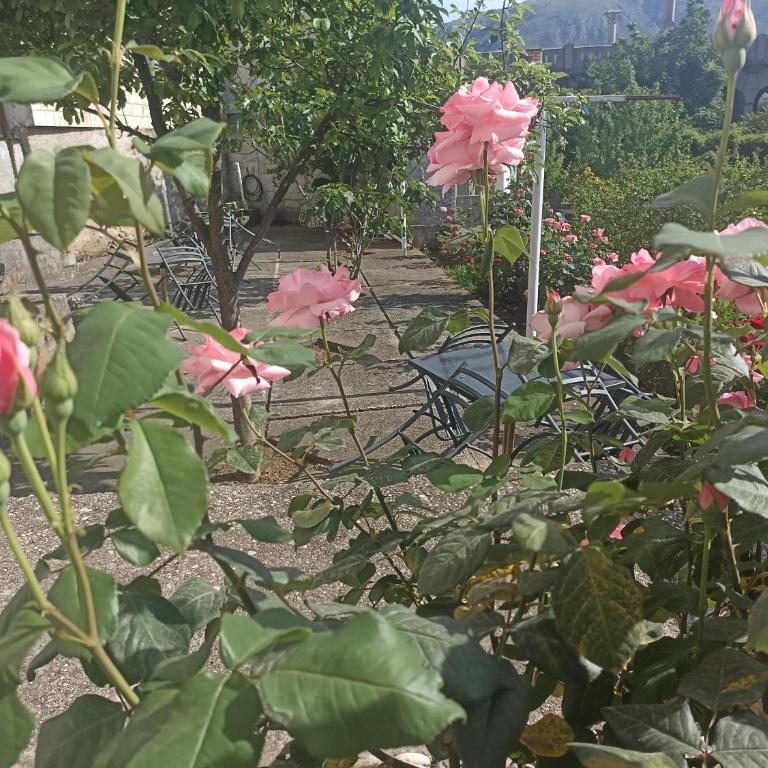 Apartments Aldi - Apartment - Ground Floor - 20