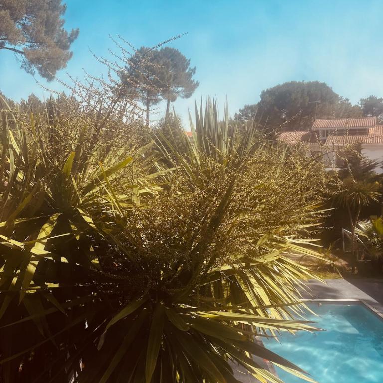 Forest Garden Retreat with Pool near the Beach - Apartamento de 1 dormitorio - 15