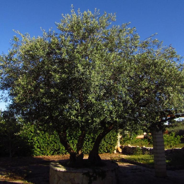 Trullo Dei Nonni - Casa con 2 Camere da Letto - 20