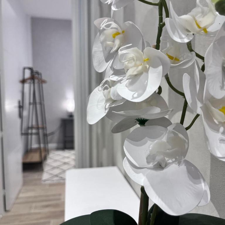 RF101- Magnifique 3 pièces centre Nice - Appartement 2 Chambres - 18