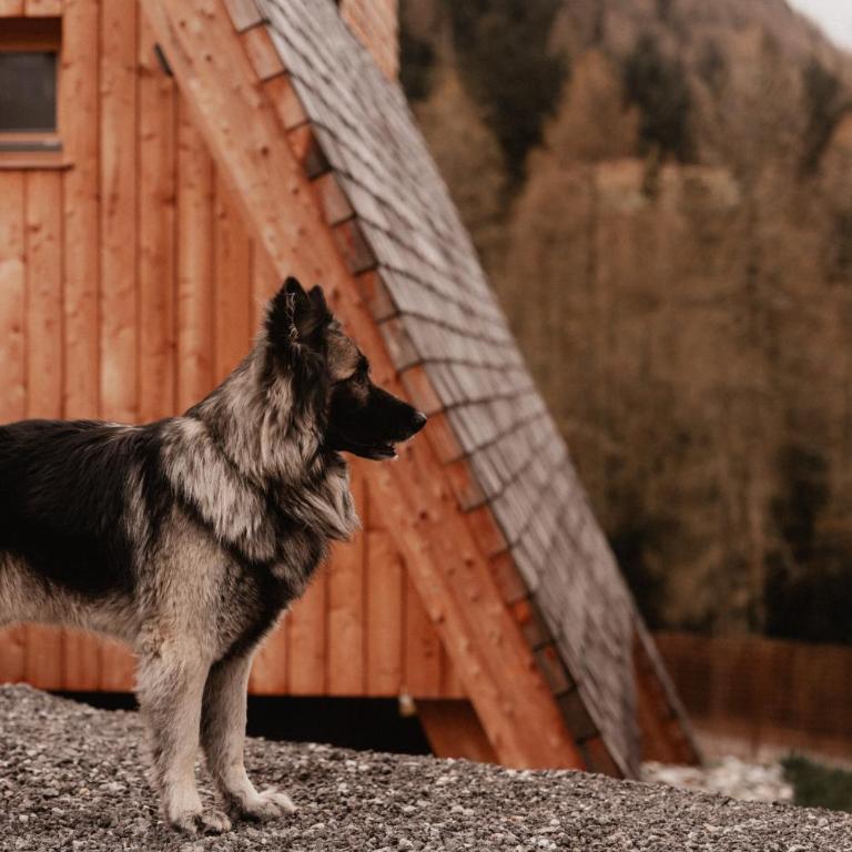 Collis Hill Chalets & Hotel - Chalet de 1 dormitorio - 42