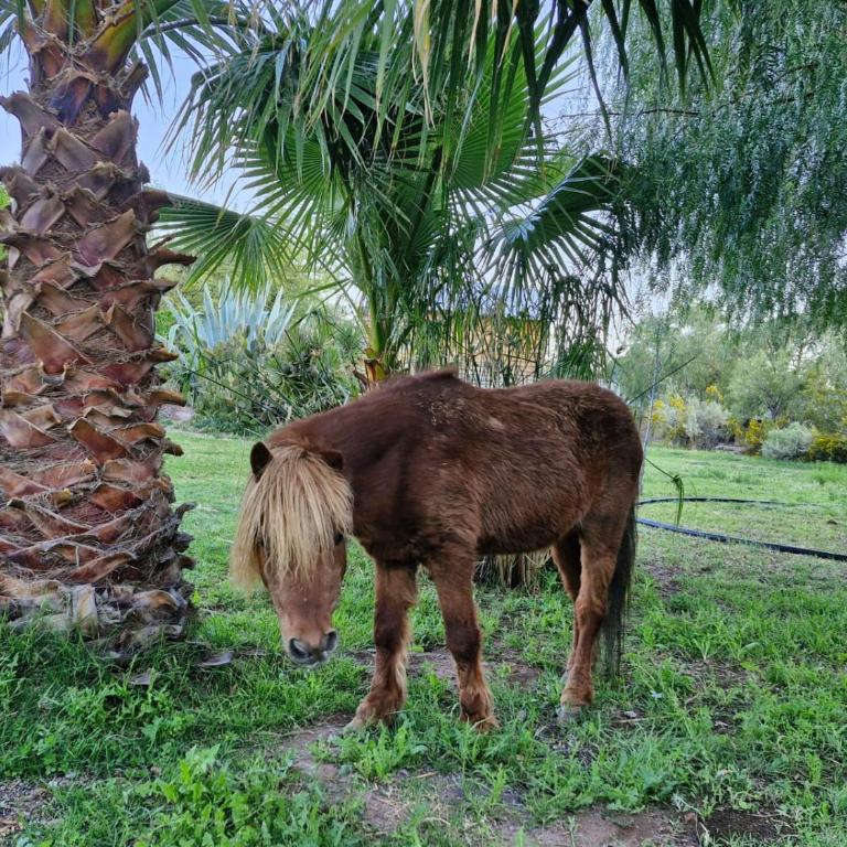 PedemonteHOUSE - Casa con 1 dormitorio - 6