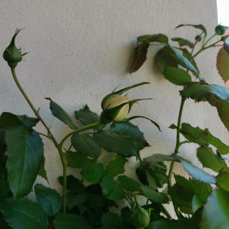 OFDL B T1 BANDOL - Briotine Foyalais - Apartment mit 1 Schlafzimmer - 18