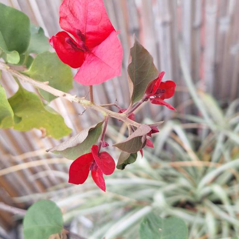 Ohana - Apartamento de 2 dormitorios - 4