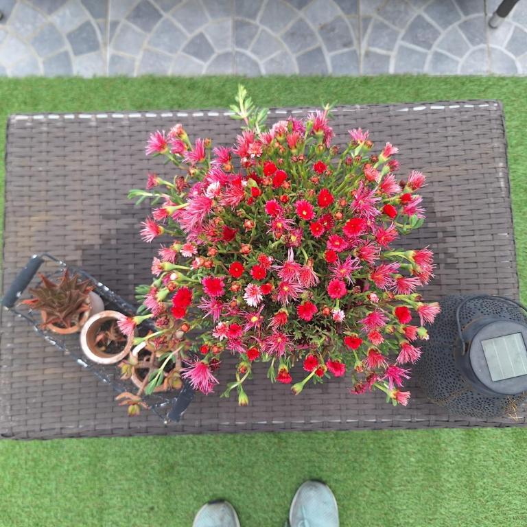 Vic Pigneto, Luxury House Terrace Roma - Appartamento Superior - 71