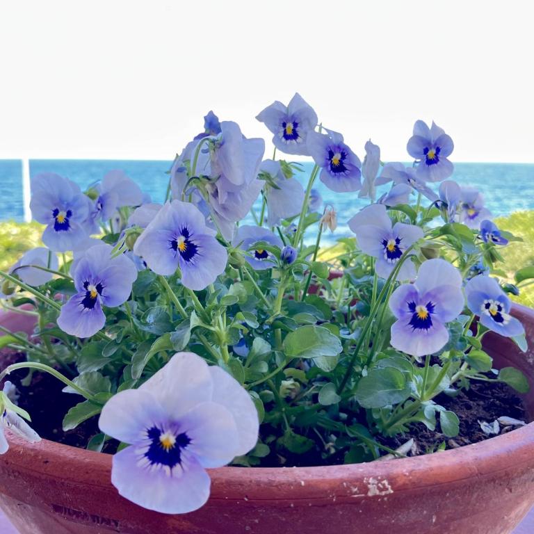 Villa sul mare con giardino e vista mozzafiato - Villa con Vista Mare - 25