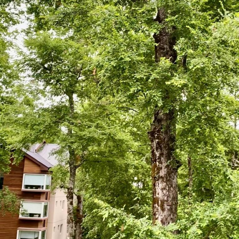 Depto en Pucón Cerca del Centro de Ski, Naturaleza y Piscina - Apartamento de 2 dormitorios - 51