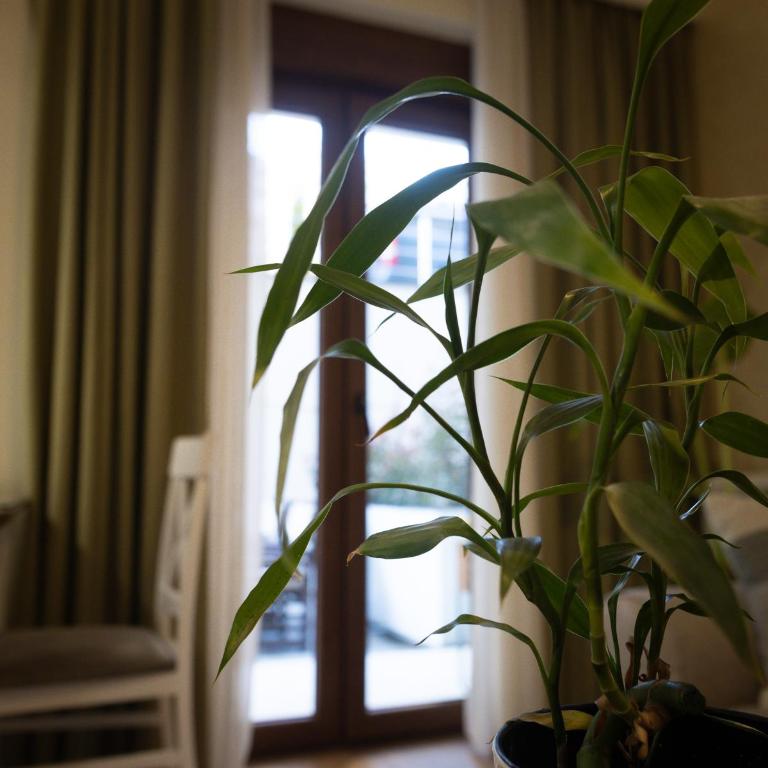 Apartman Korićanac II Vrnjačka Banja - One-Bedroom Apartment - 29