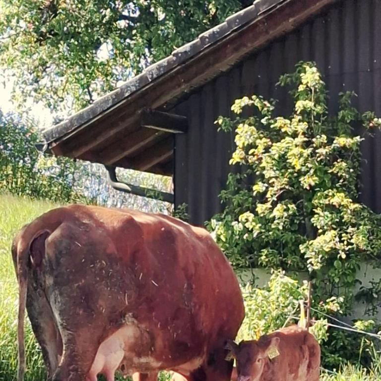 Rustic Barn Experience-Surrounded by Nature & Farm - Zweibettzimmer - 22