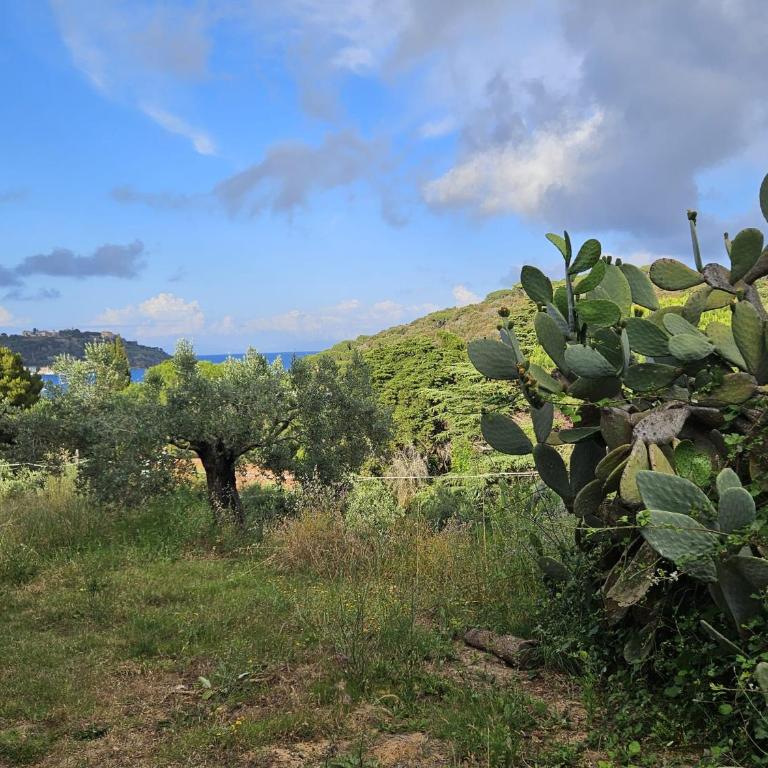 A Casa di Titti - Goelba - Appartamento con 1 Camera da Letto - 3