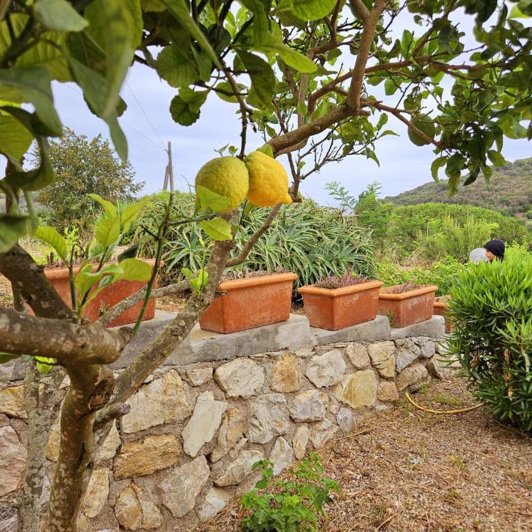A Casa di Titti - Goelba - Appartamento con 1 Camera da Letto - 17