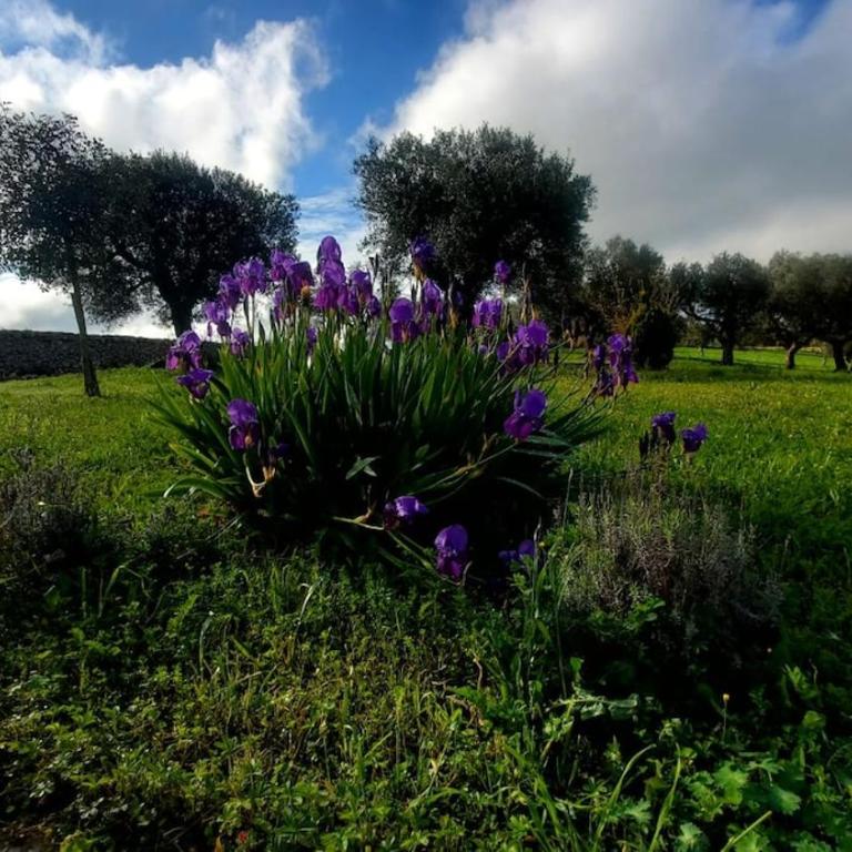 Welcome to Your Alberobello's Retreat MaMaLu - Casa con 2 Camere da Letto - 46