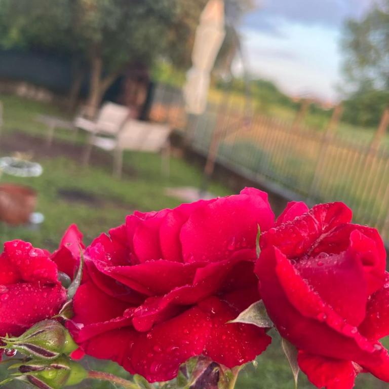 Il Giardino Degli Ulivi - Appartamento - Piano Terra - 24