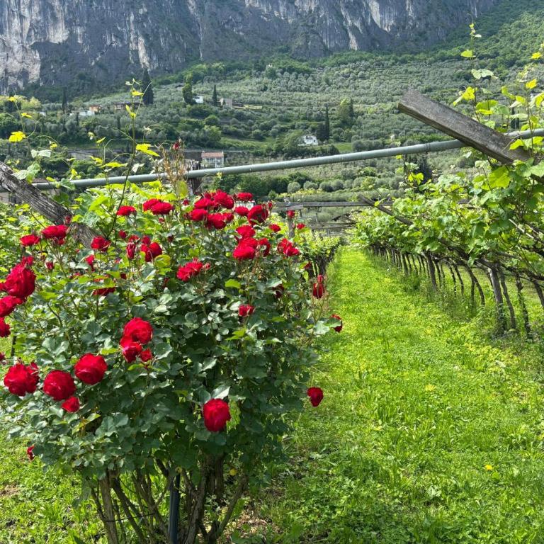 La Casa nella Vigna - Appartamento con 3 Camere da Letto - 32